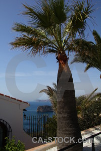 Europe blue spain palm tree javea.