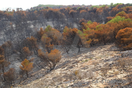 Europe burnt ash spain javea.