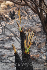 Europe burnt montgo fire plant javea.