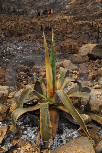Europe burnt spain ash javea.