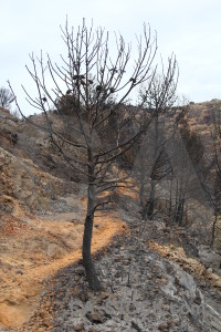 Europe burnt spain single javea.