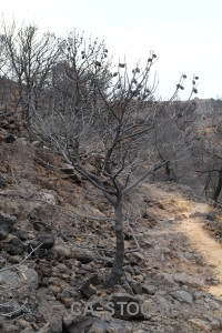 Europe javea burnt ash branch.