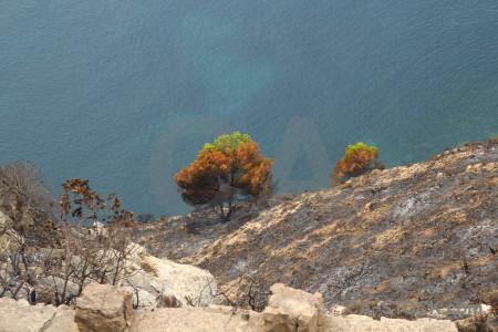 Europe javea burnt spain tree.