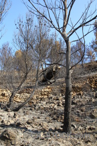 Europe javea tree vehicle montgo fire.