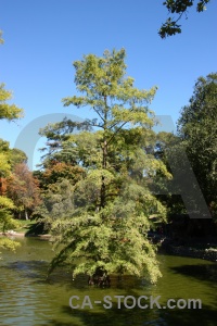 Europe madrid water tree spain.