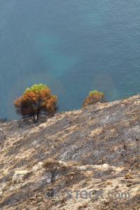 Europe montgo fire javea tree burnt.