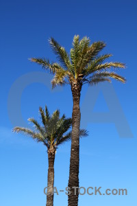 Europe palm tree blue spain javea.