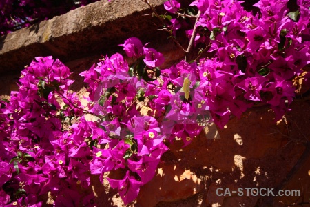 Europe plant bougainvillea pink flower.