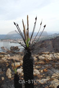 Europe plant javea ash burnt.