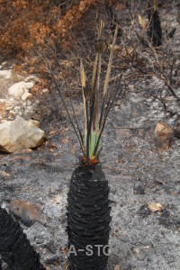 Europe plant montgo fire spain burnt.