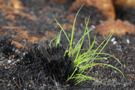 Europe spain ash plant burnt.
