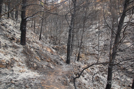 Europe spain javea montgo fire tree.