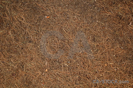 Europe texture javea pine needle spain.