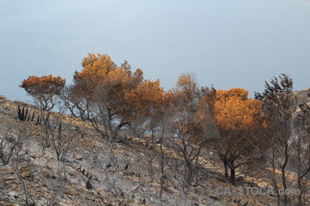 Europe tree ash javea burnt.