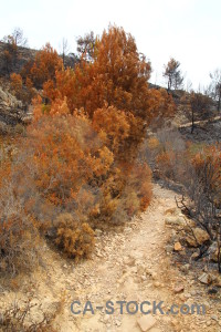 Europe tree montgo fire burnt javea.