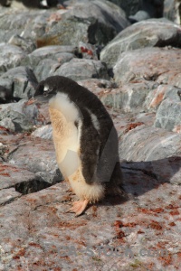 Feces wilhelm archipelago antarctic peninsula south pole gentoo.