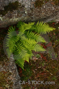 Fern green leaf plant.