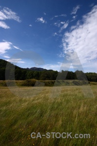 Field grass mountain tree sky.