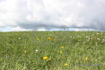 Field grass white green.