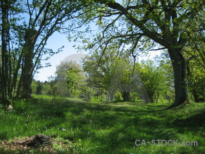 Field green.