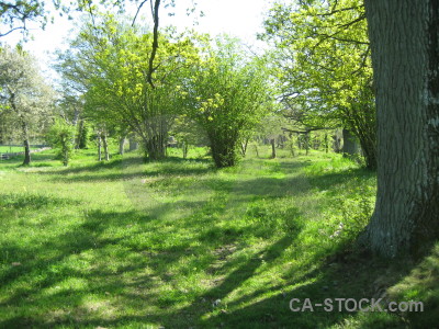 Field green.