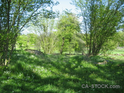 Field green.