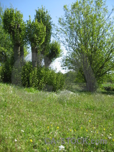 Field green.