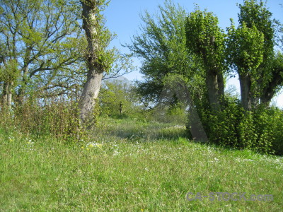 Field green.
