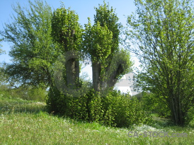 Field green.