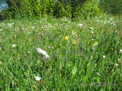 Field green.