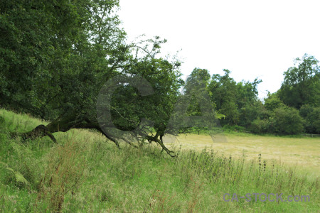 Field green landscape white.