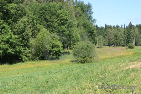 Field green tree.