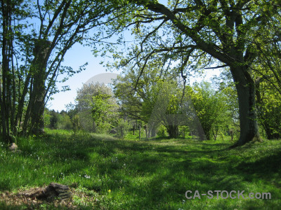 Field green tree grass meadow.