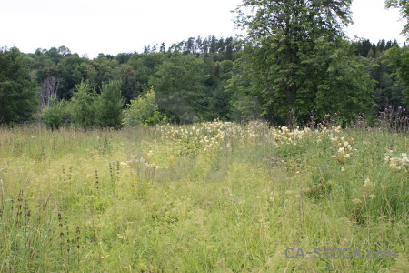 Field landscape white green.
