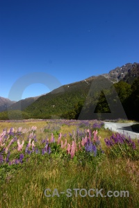 Field lupin tree south island mountain.