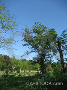 Field meadow grass blue tree.