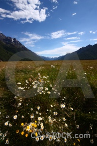 Field south island landscape plant sky.