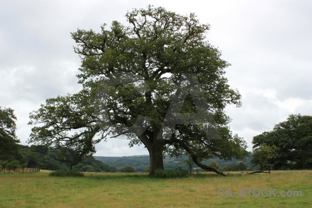 Field tree white single landscape.