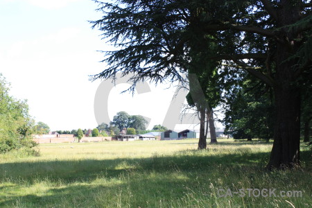 Field white green landscape.