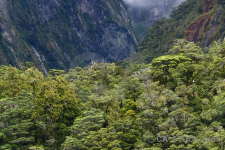 Fiord doubtful sound tree south island mountain.