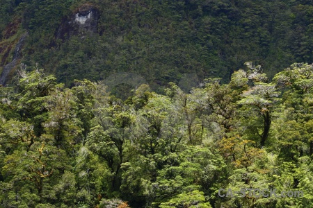 Fiord south island mountain tree doubtful sound.