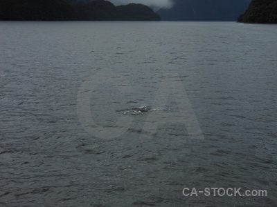 Fiordland new zealand animal fiord doubtful sound.