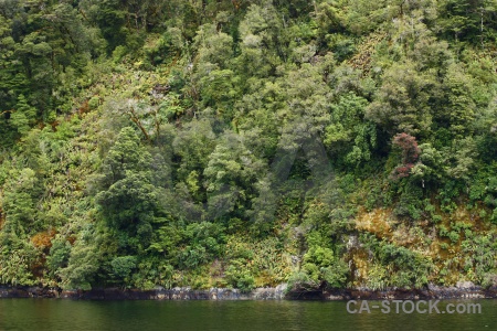 Fiordland new zealand sound fiord tree.