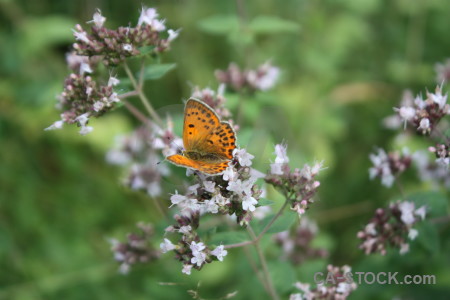 Flower animal butterfly insect plant.