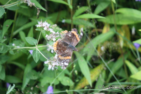 Flower animal butterfly insect plant.