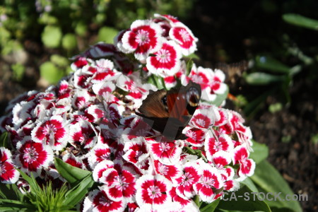 Flower animal butterfly plant insect.