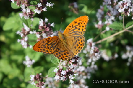 Flower animal plant butterfly insect.