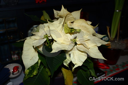 Flower black christmas plant.
