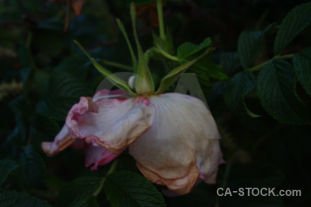 Flower black plant rose.