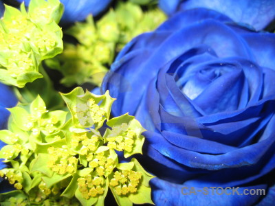 Flower blue rose green yellow.